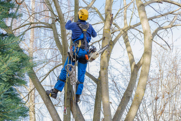 Best Storm Damage Tree Cleanup  in Mowbray Mountain, TN